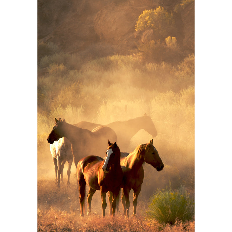 Huge Horse Mural Decal for Kitchen Animals Wall Art in Light Color, Stain Resistant