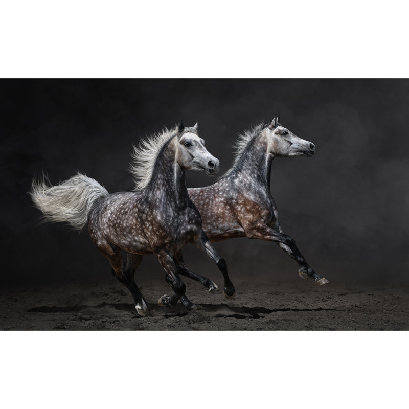 Full Size Photography Modern Mural Wallpaper with Running Steed Printed in Black