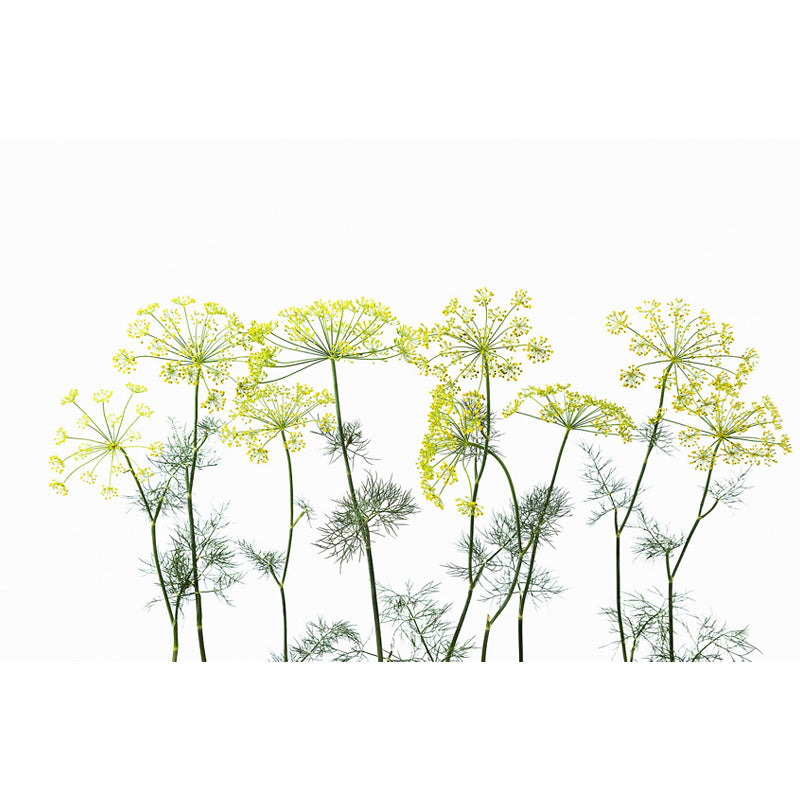 Modern Flower Cow Parsley Mural Yellow Stain-Proofing Wall Decor for Living Room