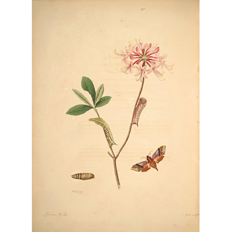 Big Botanical Branch Mural Wallpaper Decorative Modern Living Room Wall Covering