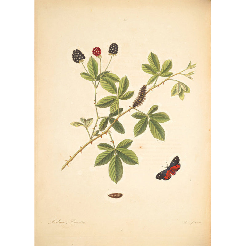 Giant Contemporary Wall Mural in Beige Tree Branch Wall Covering, Custom Printed