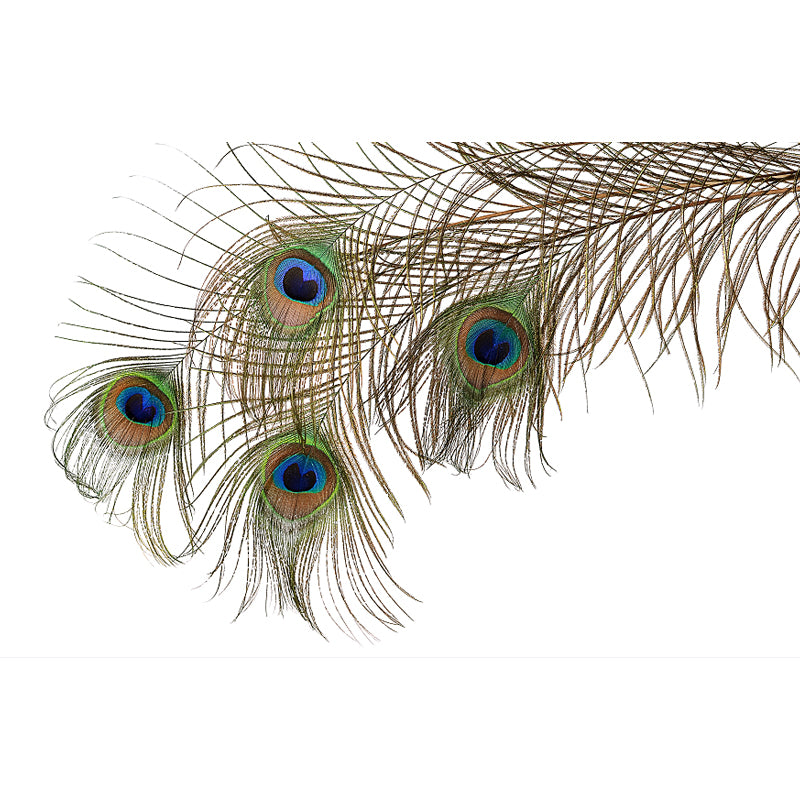 Peacock Feather Wallpaper Mural Minimalistic Waterproof Girls Bedroom Wall Decor