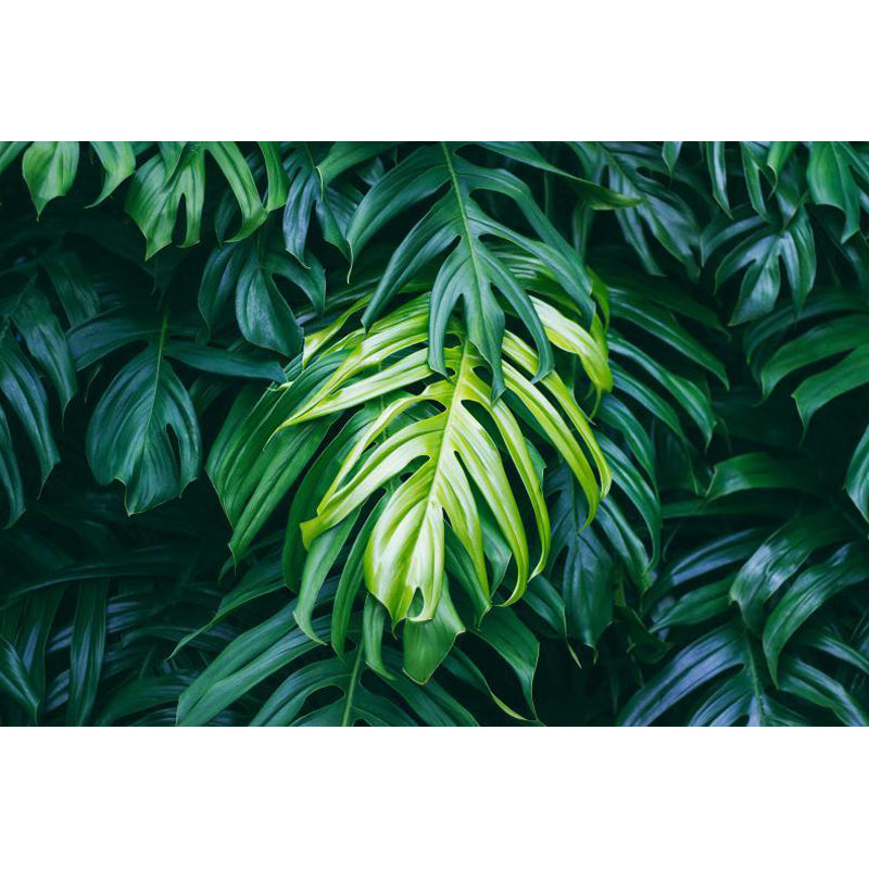 Foliage Mural Decal Tropical Ornamental Girls Bedroom Wall Covering, Personalize