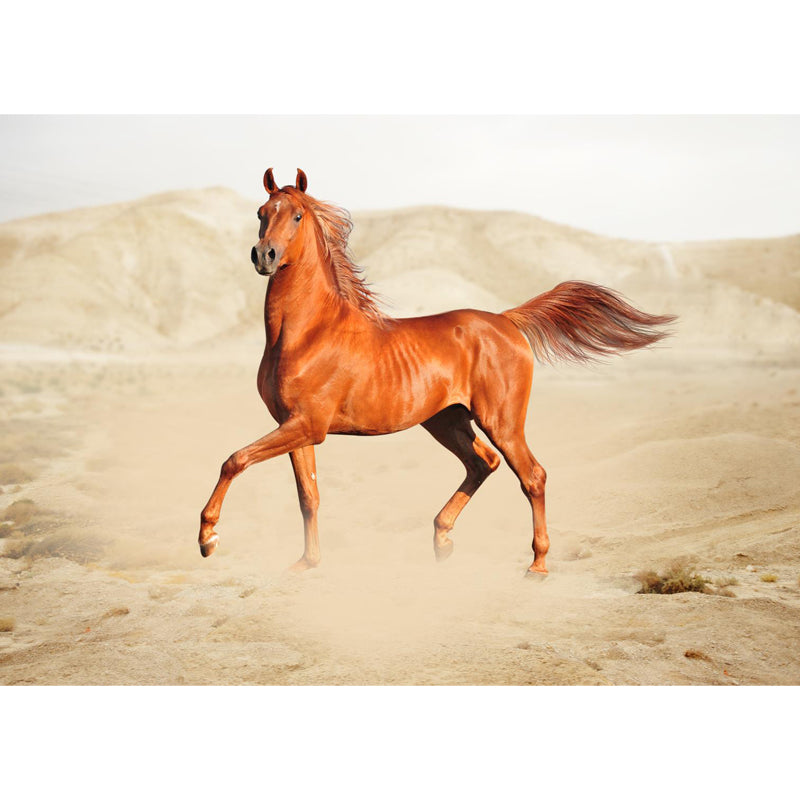 Modern Horse Wall Mural Non-Woven Stain Resistant Dark Color Wall Covering for Room