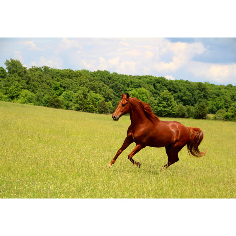 Contemporary Steed Wall Covering Mural in Dark Color Animal Wall Decor for Boys Bedroom