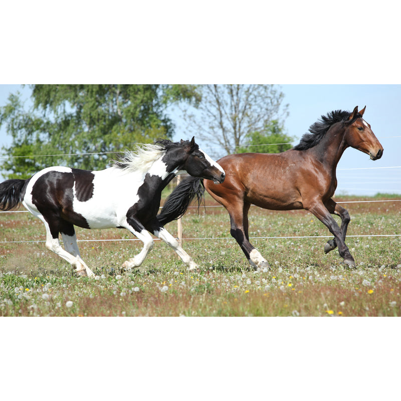 Big Horse Wall Paper Mural Stain Resistant Modern Family Room Wall Art, Custom Print