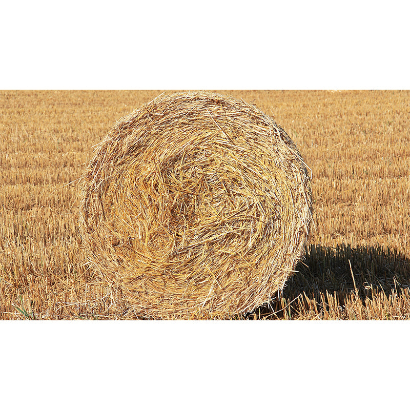 Huge Stalk Stubble Mural Decal Living Room Nature Scenery Wall Covering in Light Color, Waterproof