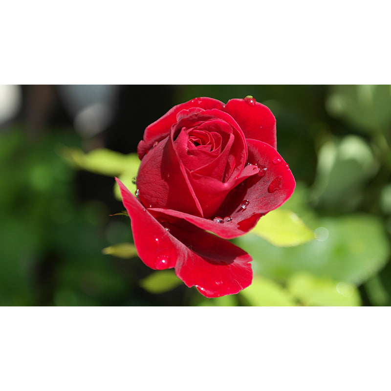 Modern Blossoming Flower Wall Mural Customized Size for Home Decoration