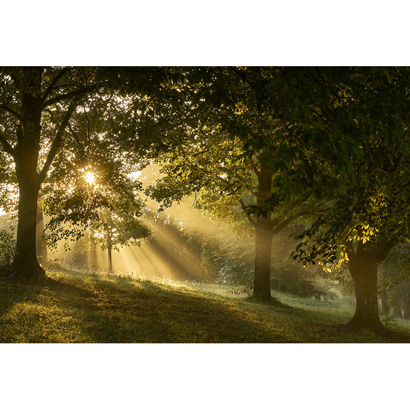 Forest Landscape Mural Wallpaper Home Decor Personalized Size Mural Wallpaper for Dining Room