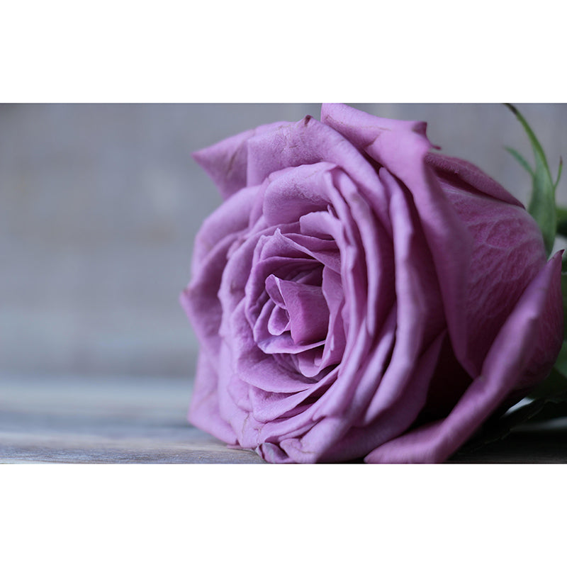 Contemporary Rose Wall Mural Mildew Resistant Soft Color Wall Art for Living Room