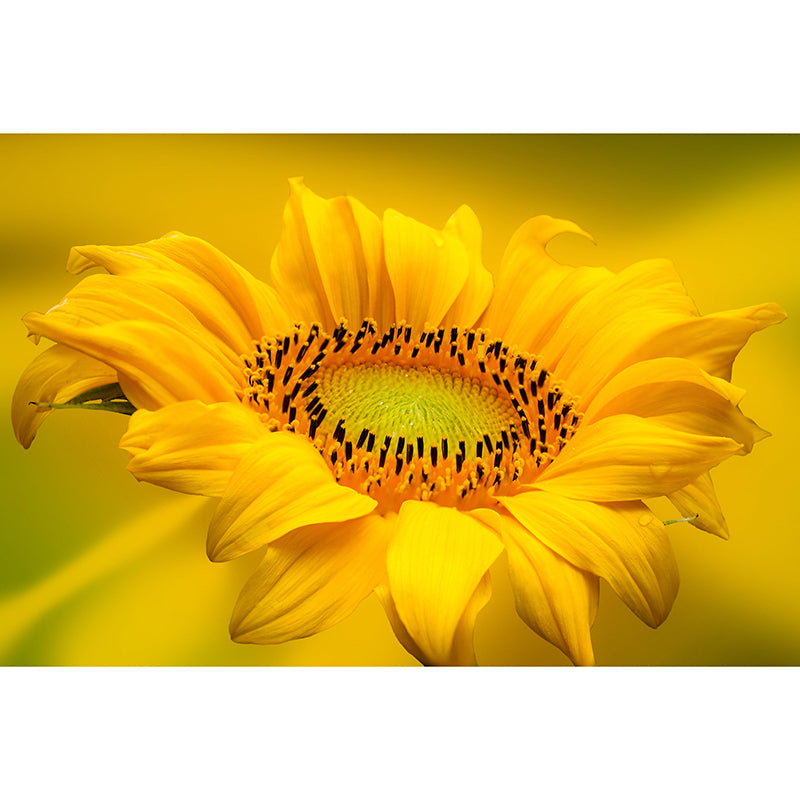 Sunflower Mural Contemporary Landscapes Scene Wall Decor for Decoration