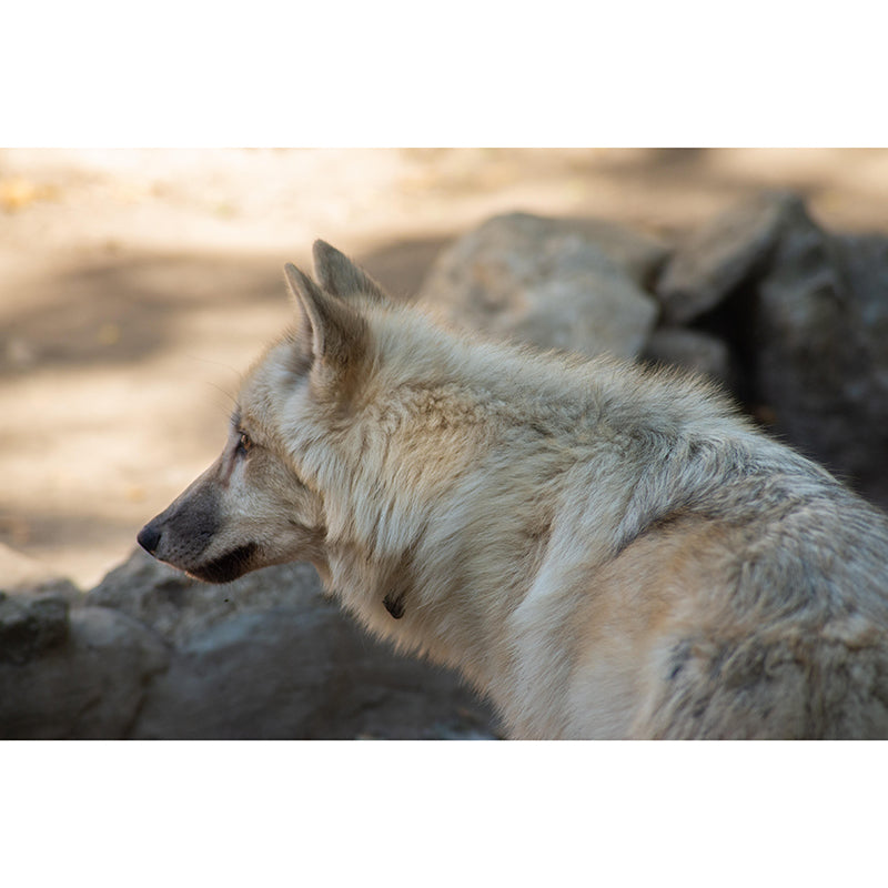 Ferocious Wolf Mural Wall Decor Mildew Resistant Living Room Wall Mural Wall Art