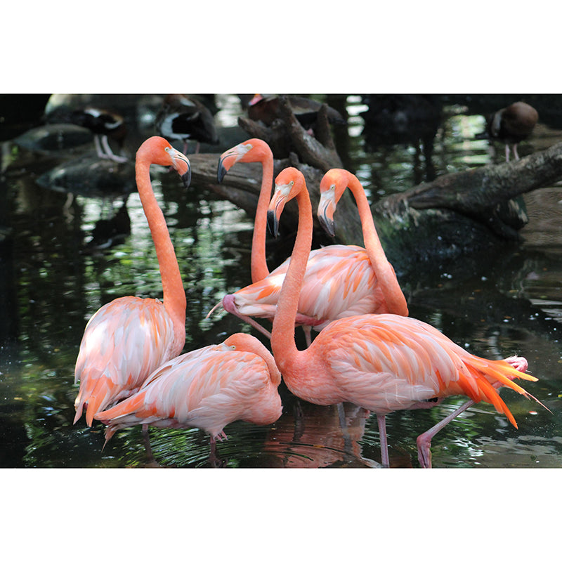 Tropical Flamingos Wall Mural Modern Decorative Living Room Wall Covering