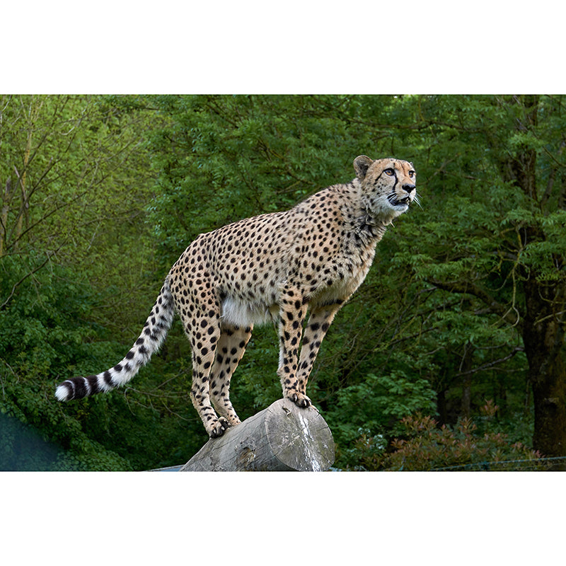 Fierce Cheetah Mural Wallpaper Decorative Contemporary Dining Room Wall Decor