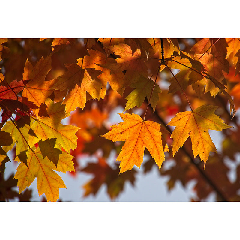 Leave Design Simplicity Style Mural Wallpaper Custom Wall Decals Home Decoration