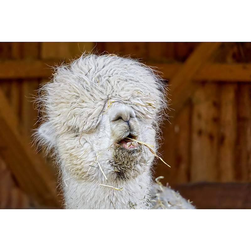 Cute Animal Mural Full Size Wall Covering for Home Decoration, Made to Measure