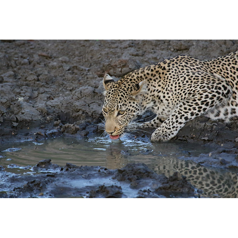 Creative Leopard Animal Wallpaper Mural Full Size Bedroom Decor Design