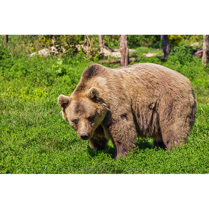 Cute Bear Wall Decals Water Resistant Wall Art for Kid's Bedroom, Made to Measure