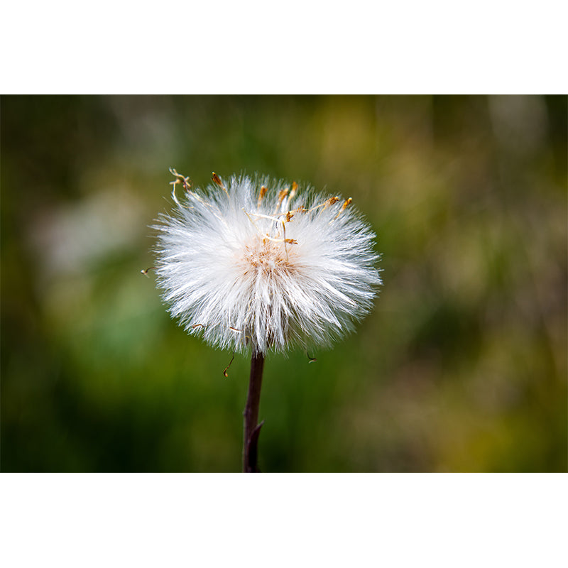 White Dandelion Plant Mural Wallpaper Moisture-Resistant Wall Covering for Home
