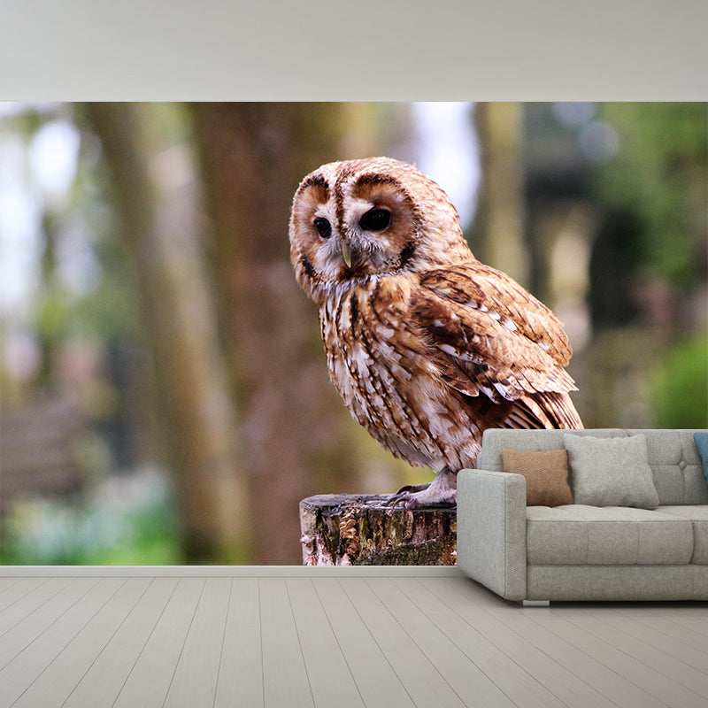 Contemporary Style Owl Mural Soft Color Photography Horizontal Wall Art for Home Decor