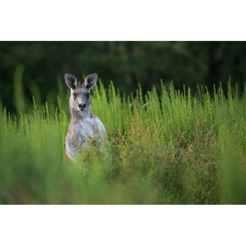 Strong Kangaroo Mural Photography Mildew Resistant Boys Room Mural Wall Art