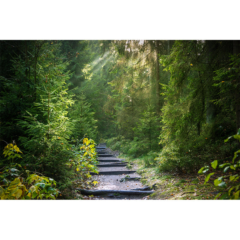 Forest Full of Spring Mural Wallpaper for Decoration Modern Living Room Wall Covering