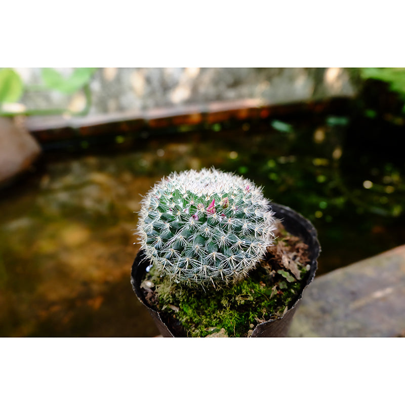 Green Cactus Mural Wallpaper Contemporary Home Decoration for Living Room