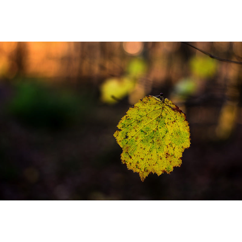 Leaf Wall Paper Murals Moisture Resistant Home Decorations for Bedroom Living Room