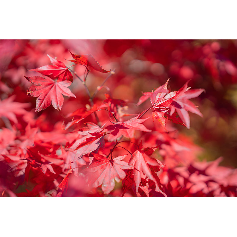 Fall Leaves Mural Wallpaper Moisture Resistant Wall Decor for Sleeping Room