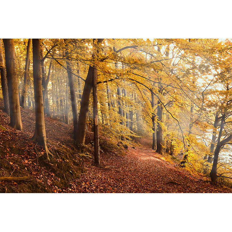 Forest Mural Wallpaper Scenery Modern Waterproof Wall Art for Living Room