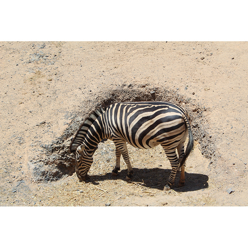 Black and White Zebra Mural for Sleeping Room Waterproof, Made to Measure
