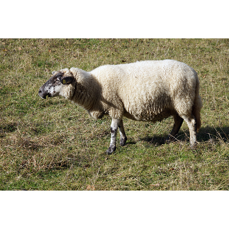 Cute Sheep Mural Decal Customized Modern Wall Covering for Living Room