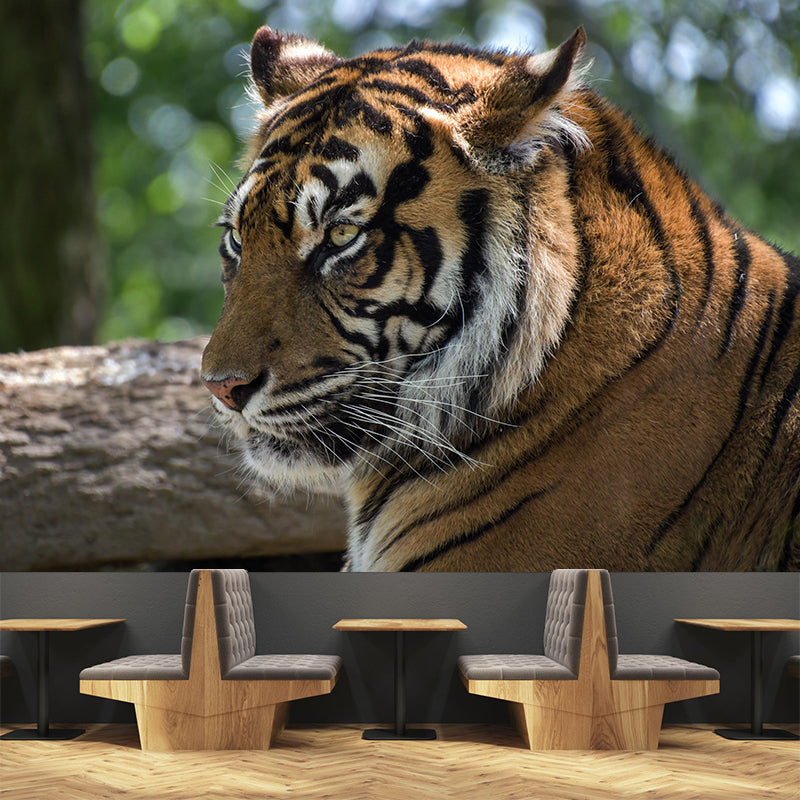 Modern Tiger Close-Up Mural Wall Decor Mildew Resistant Living Room Wall Mural for Wall Decor