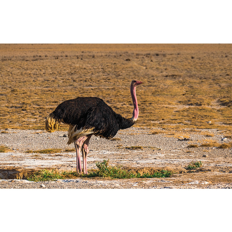 Modern Ostrich Mural Wall Decor Mildew Resistant Living Room Wall Mural for Wall Decor