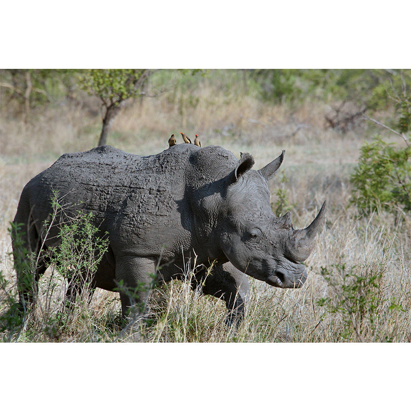 Photography Rhino Mural Wall Decor Mildew Resistant Living Room Wall Mural Wall Art