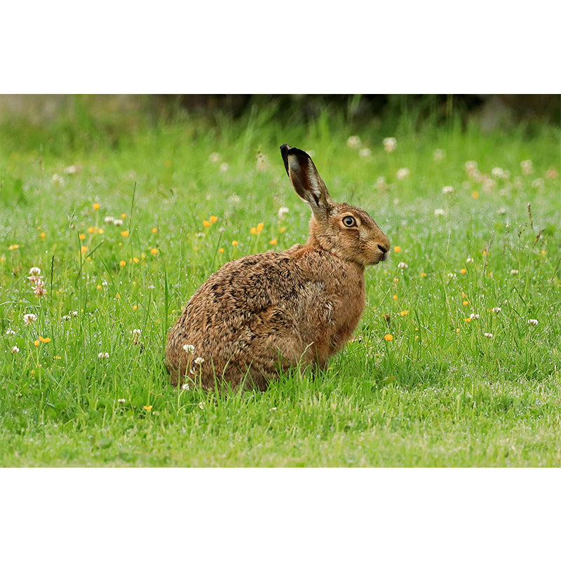 Photography Hare Mural Wall Decor Mildew Resistant Living Room Wall Mural Wall Art