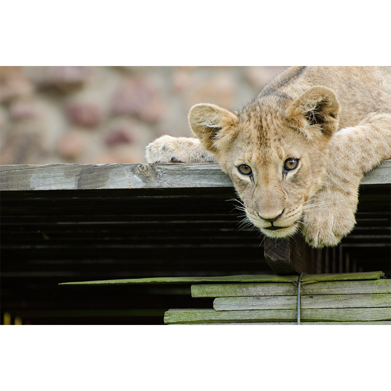 Modern Style Little Lion Mural Wall Decor Mildew Resistant Living Room Wall Mural Wall Art