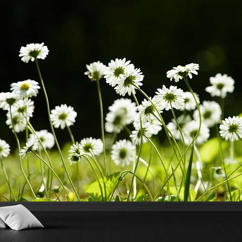 Light Color Daisies Blooming Photography Decorative Wall Murals for Bedrooms