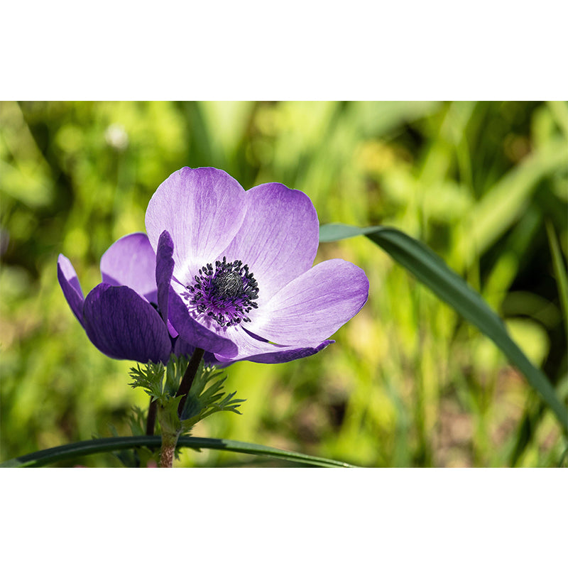 Light Color Anemone Blooming Photography Decorative Wall Murals for Bedrooms