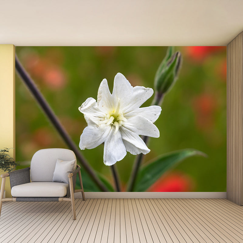 Light Color Carnation Blooming Photography Decorative Wall Murals for Bedrooms