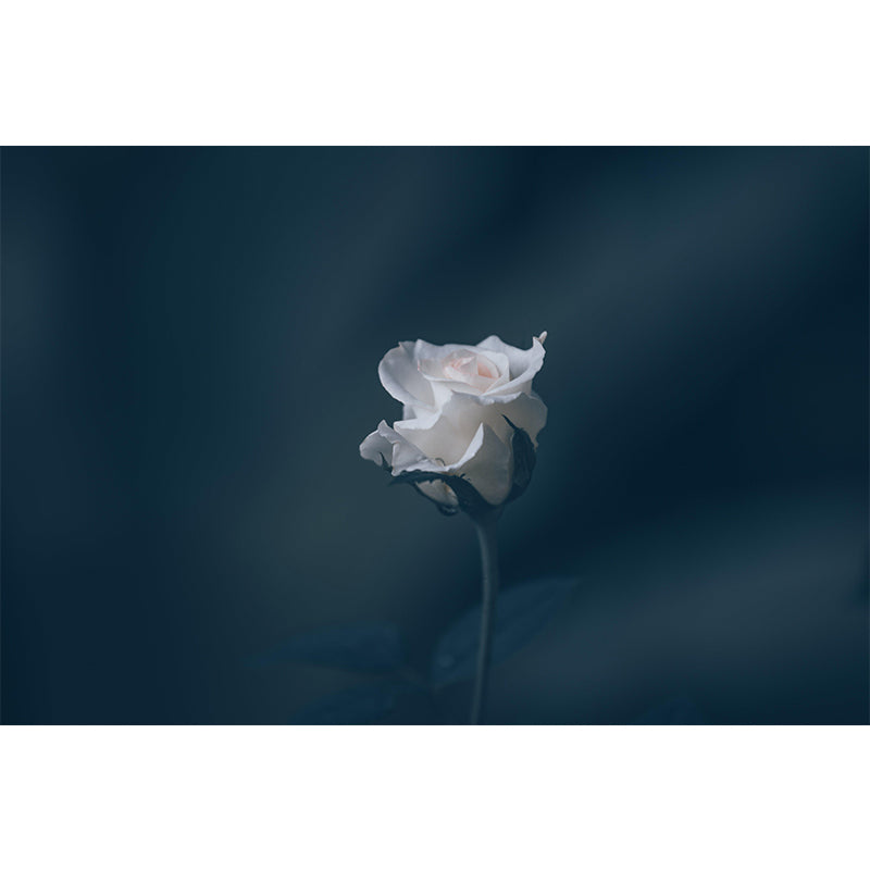 Soft Color Rose Flower Wall Mural Stain Resistant Wall Art for Living Room