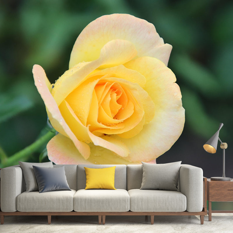 Soft Color Rose Flower Wall Mural Stain Resistant Wall Art for Living Room