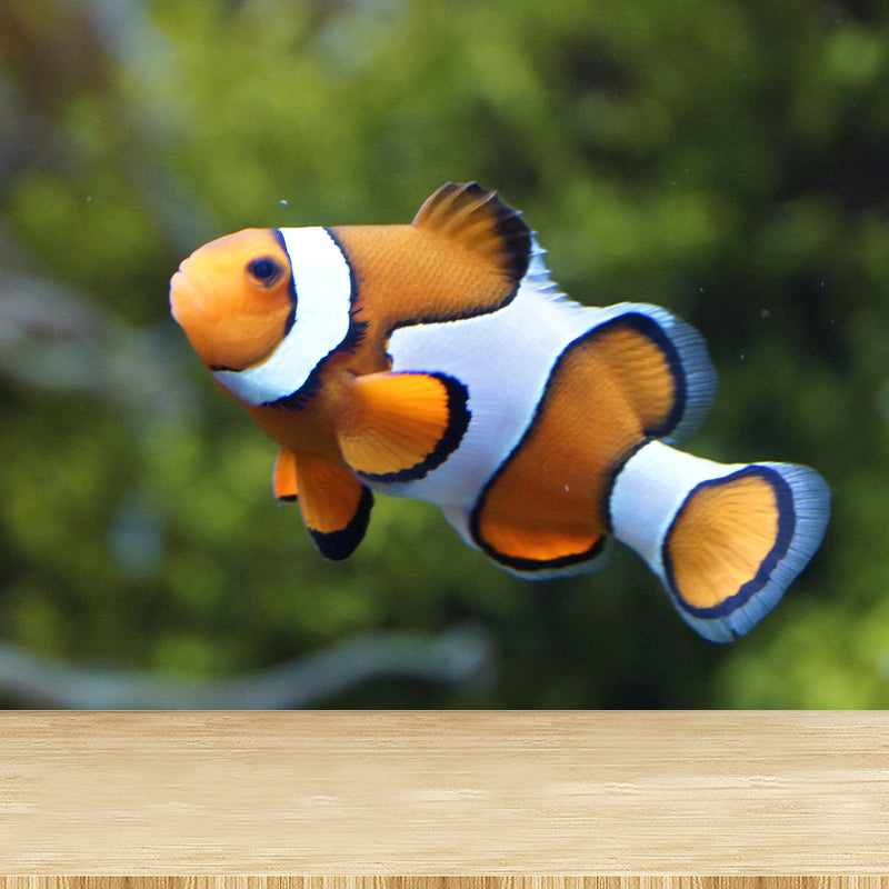 Tropical Seabed Mural Full Size Clownfish Pattern Wall Decoration for Living Room