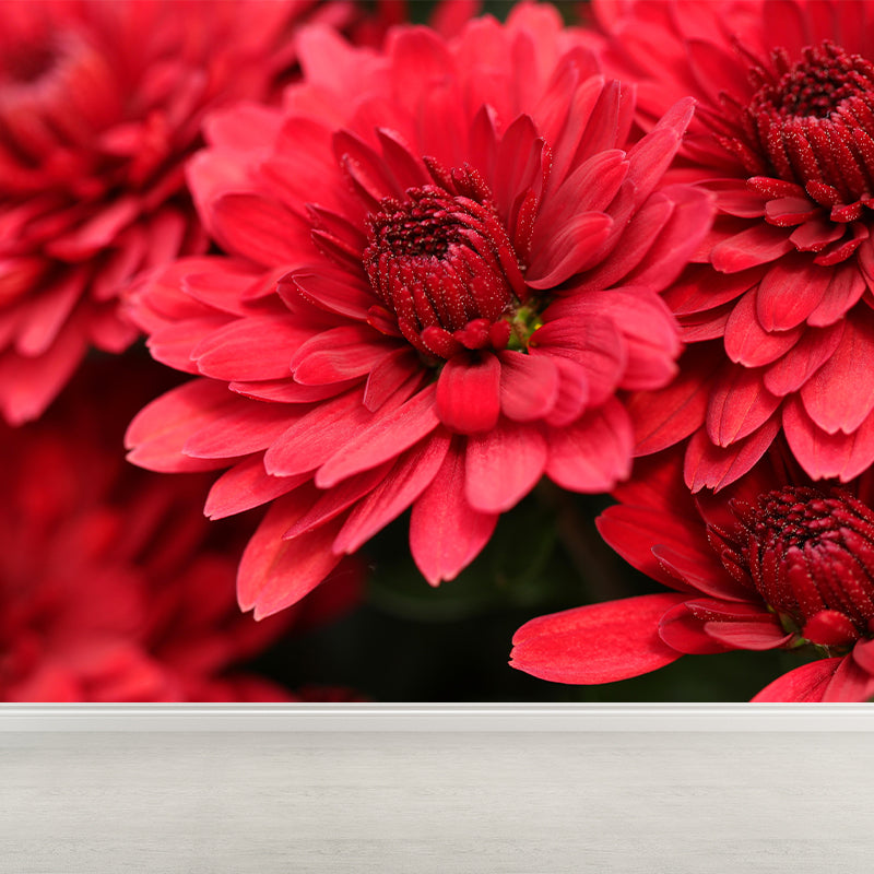 Chrysanthemum Wall Mural Photography Horizontal Modern Living Room Wall Covering