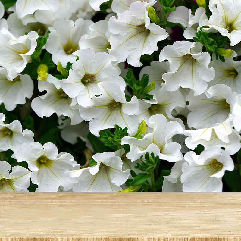 Contemporary Morning Glory Wall Mural Moisture Decorative Eco-friendly for Home Decor