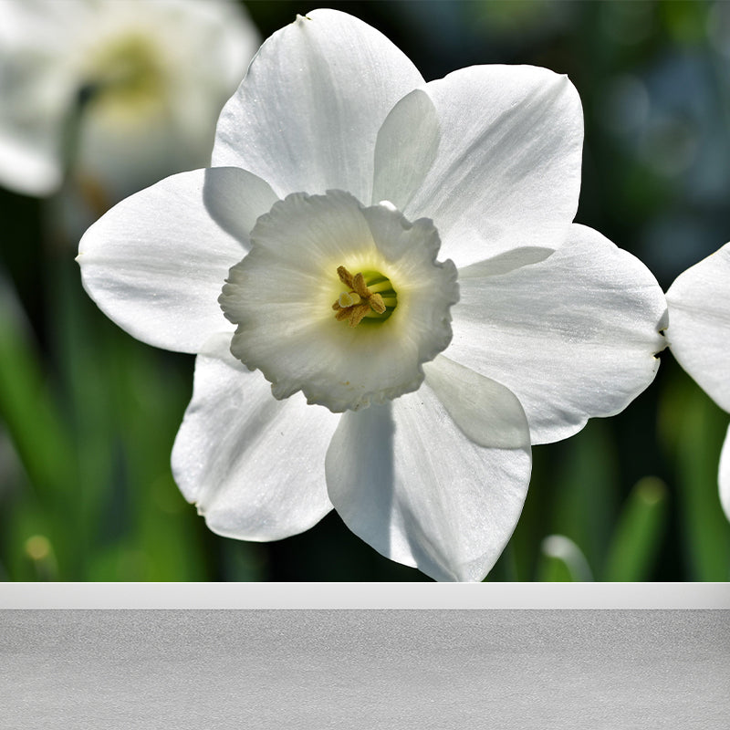 Daffodil Flower Wall Mural Photography Horizontal Modern Living Room Wall Covering