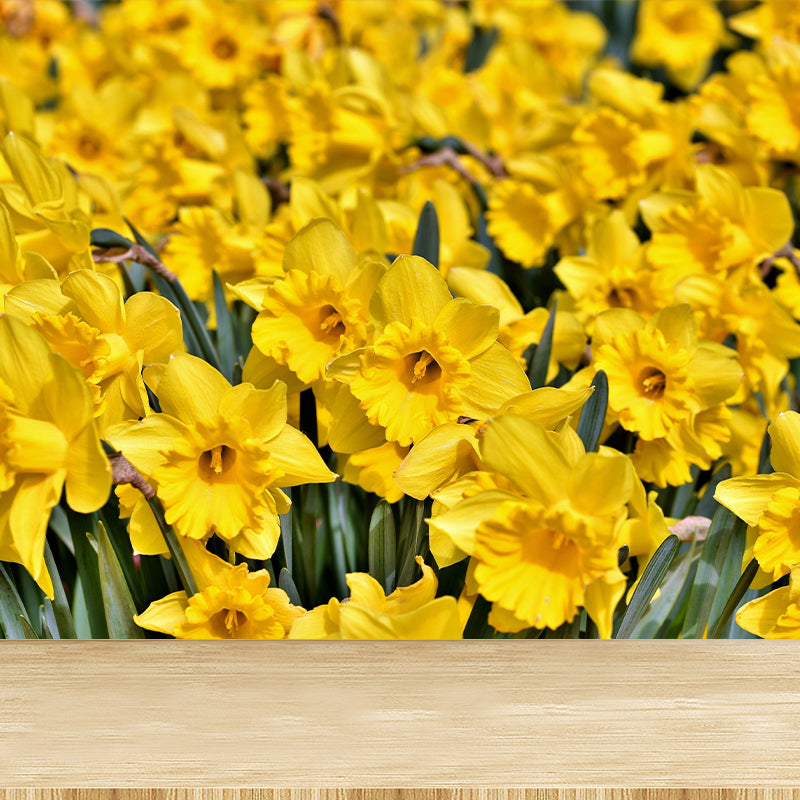 Daffodil Flower Wall Mural Photography Horizontal Modern Living Room Wall Covering
