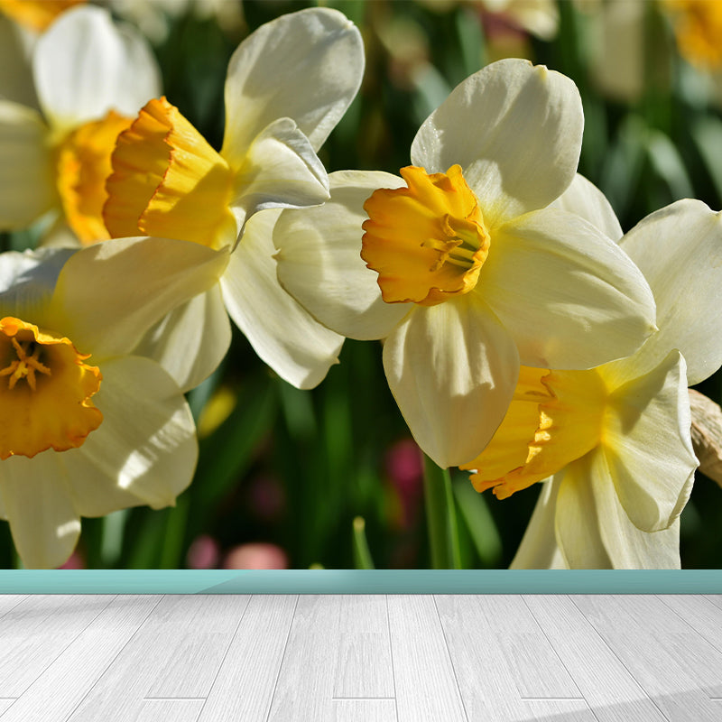 Daffodil Flower Wall Mural Photography Horizontal Modern Living Room Wall Covering
