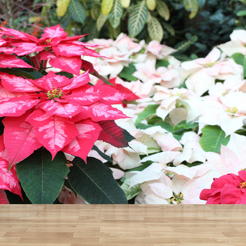 Contemporary Poinsettia Wall Mural Moisture Decorative Eco-friendly for Home Decor