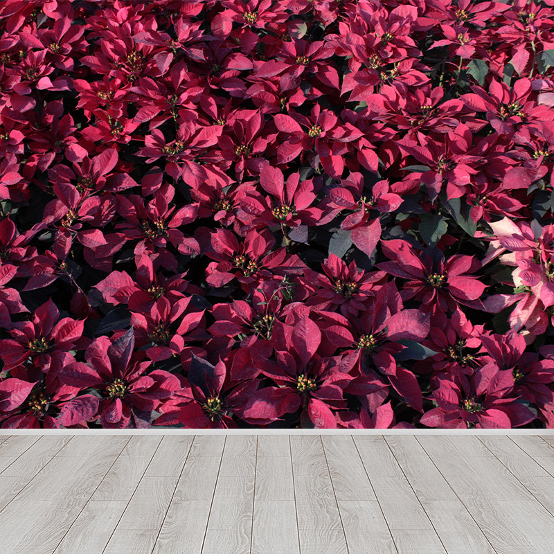 Contemporary Poinsettia Wall Mural Moisture Decorative Eco-friendly for Home Decor